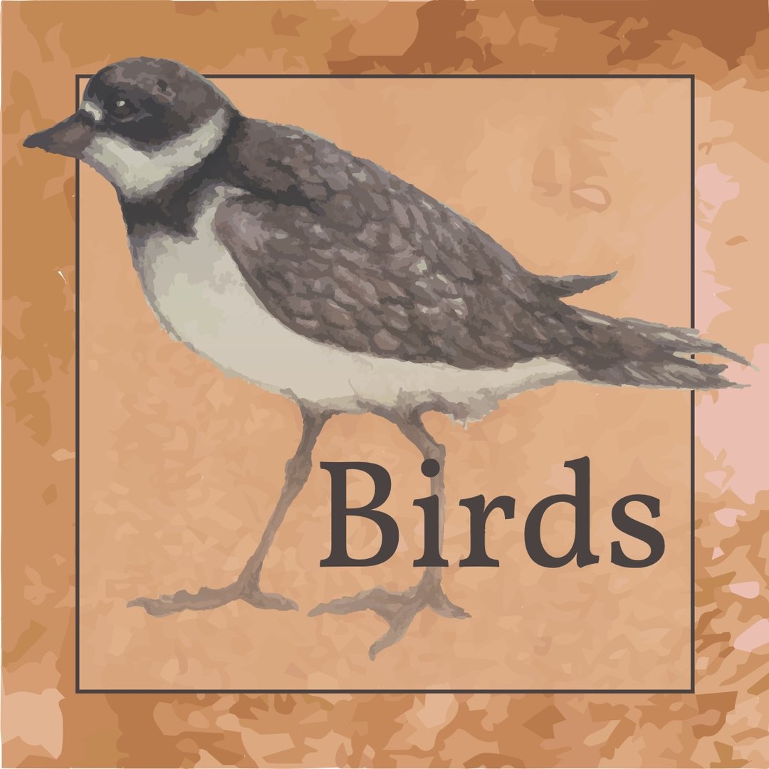 A watercolor image of a shorebird.