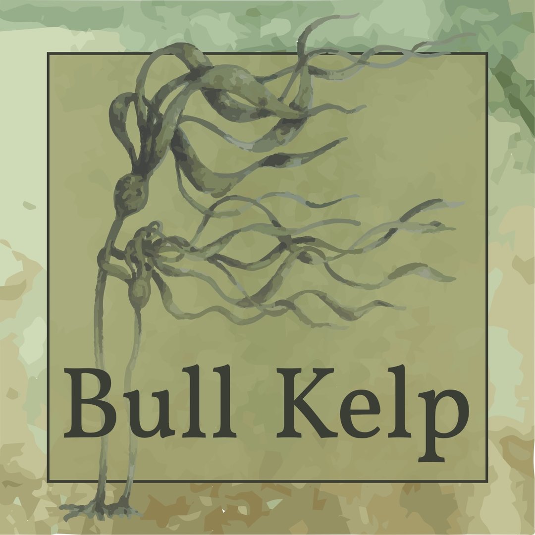 A watercolor image of bull kelp.