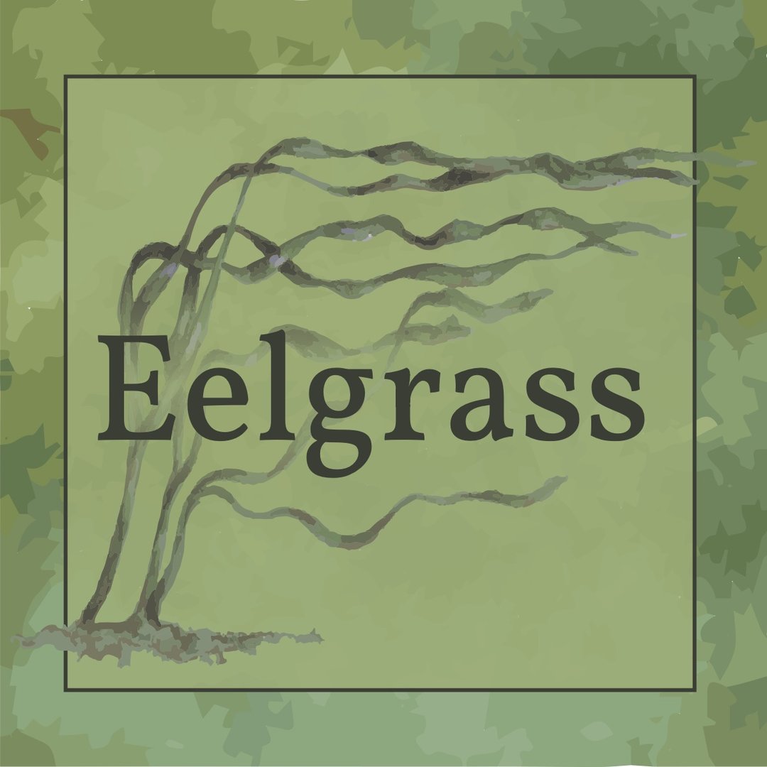 A watercolor image of Eelgrass.