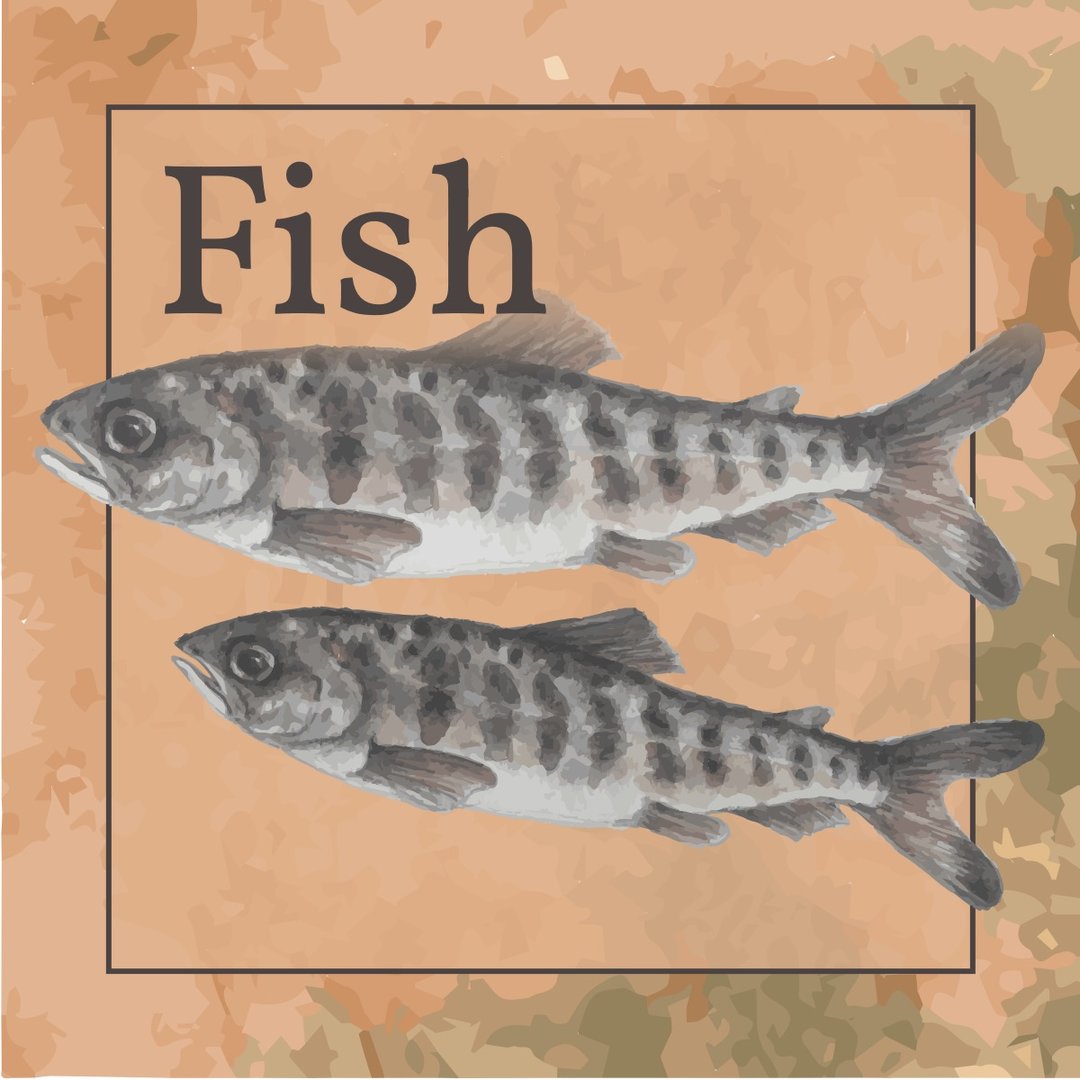 A watercolor image of two juvenile salmon.