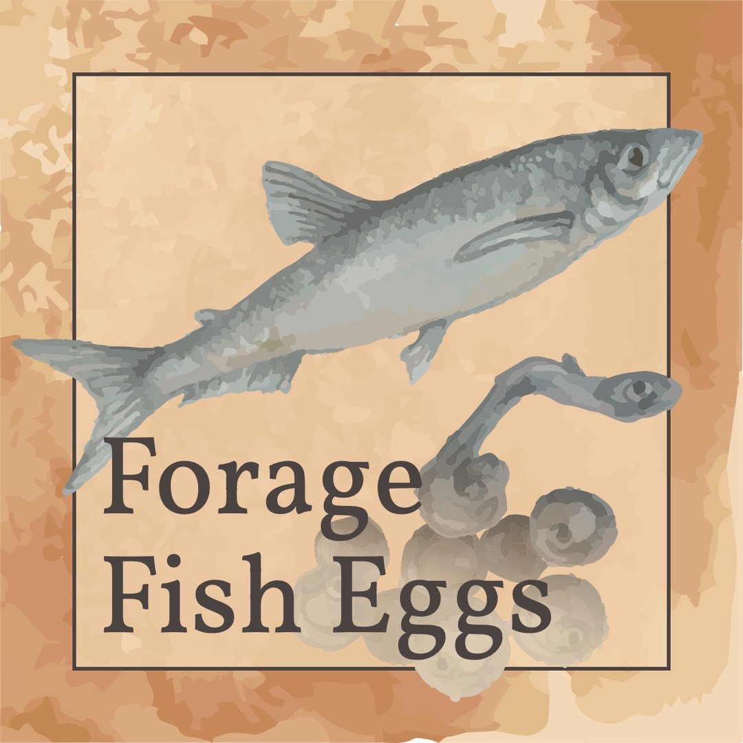 A watercolor image of a smelt with eggs.
