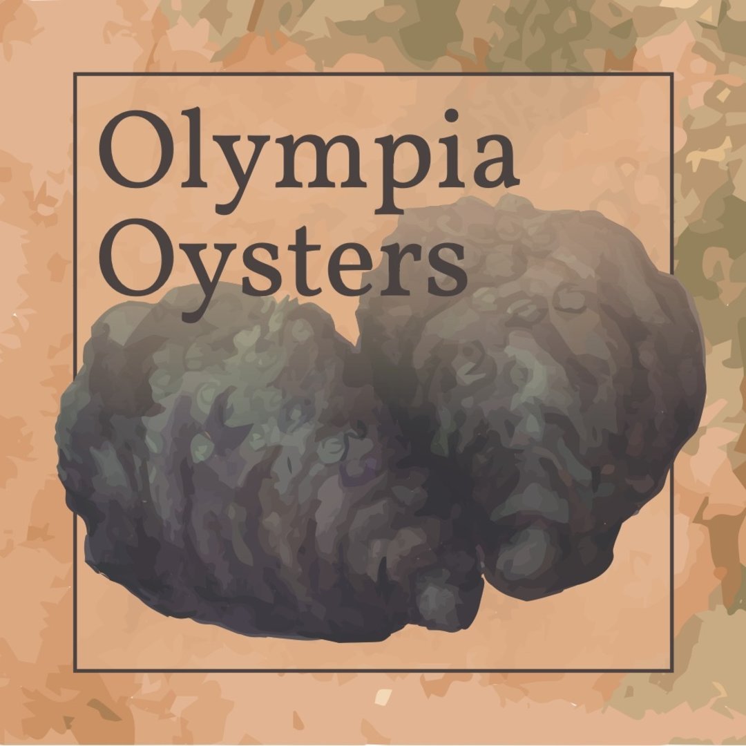A watercolor image of two Olympia oysters.