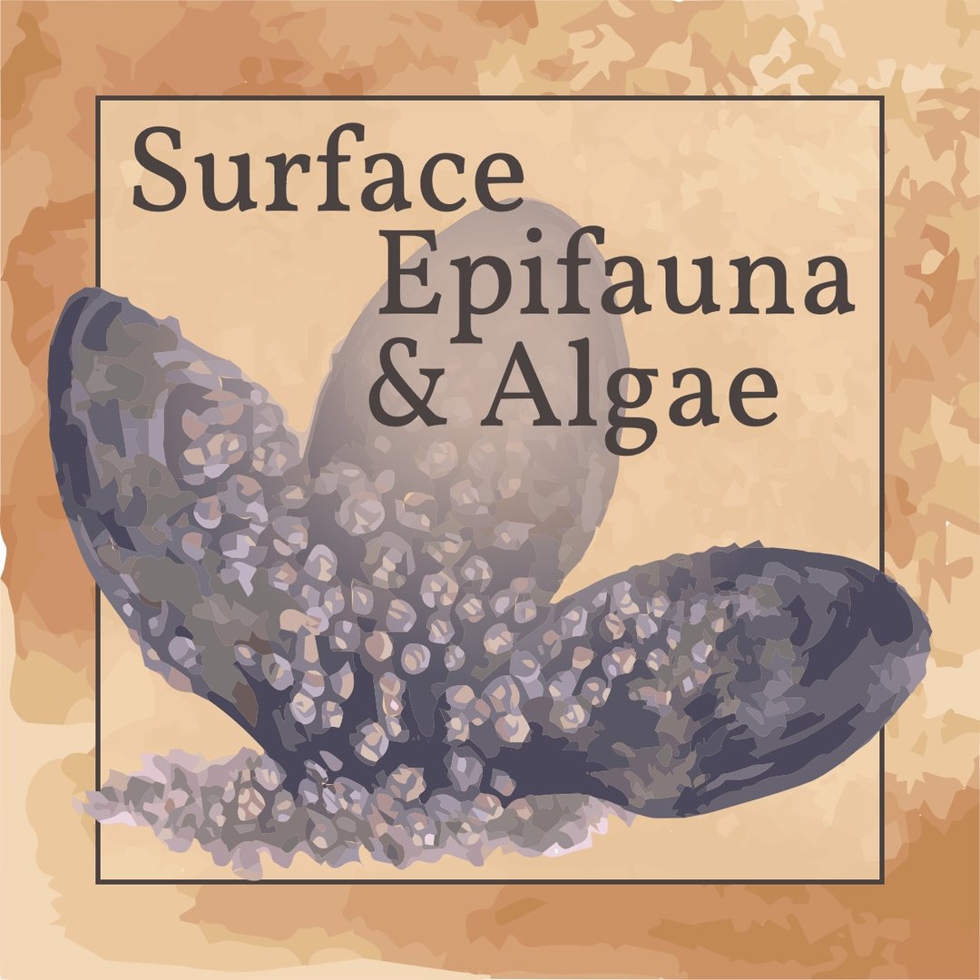 A watercolor image of three mussels with barnacles on them.