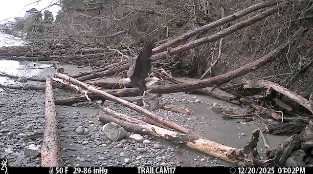 An image of a bird flying over logs on the shore.