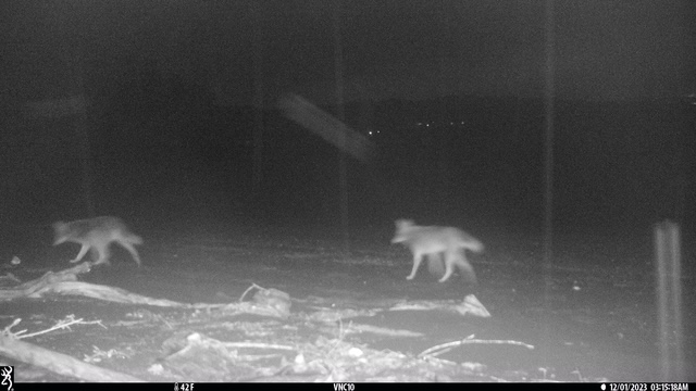 An image of two coyotes on the shore at night.