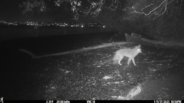 An image of a coyote on the shore at night.