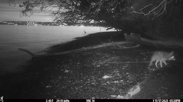 An image of a coyote on the shore at night.