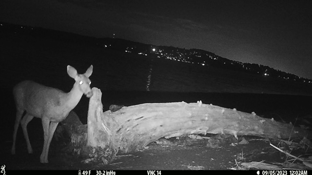 An image of a deer beside a large log on the shore at night.