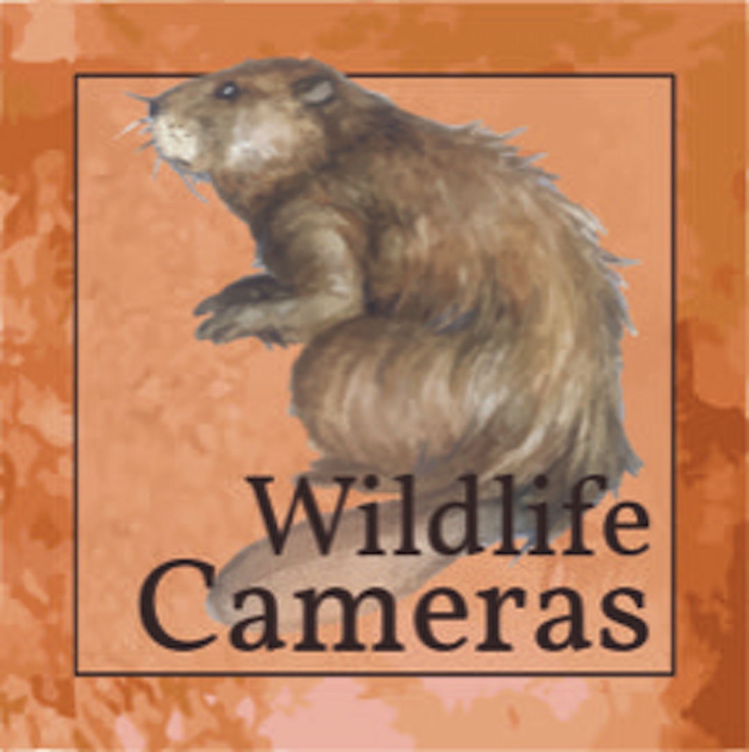 A watercolor illustration of an American beaver.