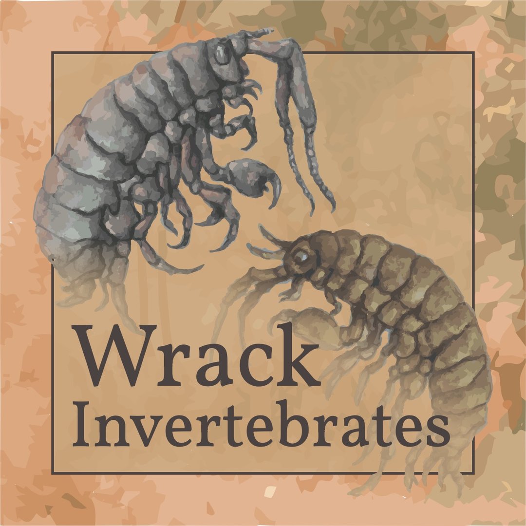 Go back to the Wrack Invertebrates page