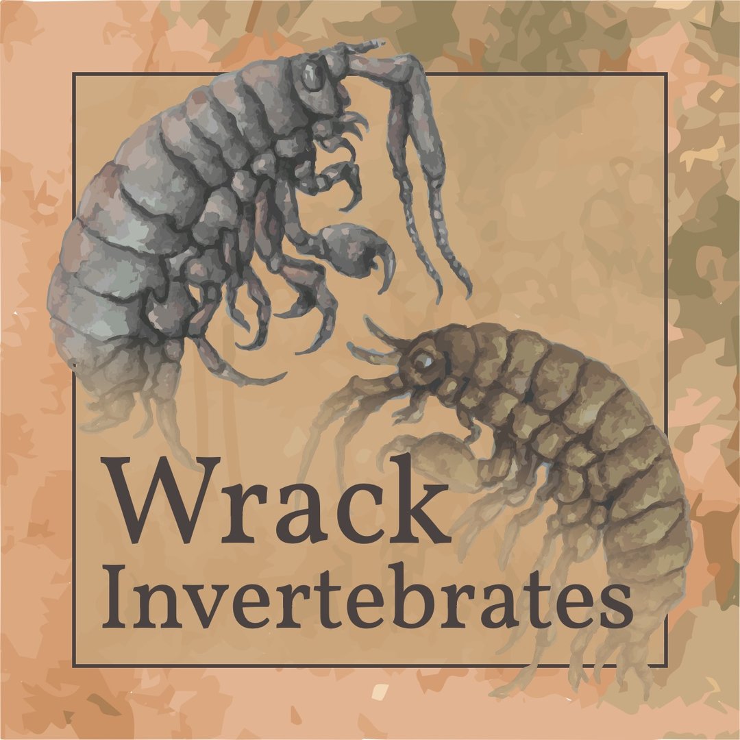 A watercolor image of two amphipods.